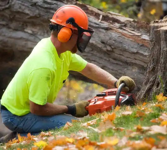 tree services Los Ranchos de Albuquerque